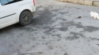 Tom and Jerry real version