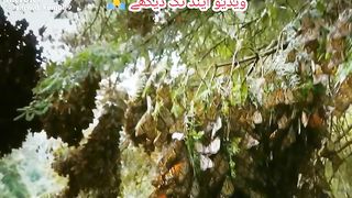 Amazing vedio#