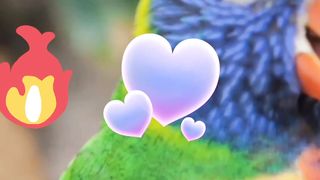Beautiful parrots|الله اکبر ،سبحان الله