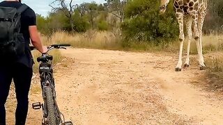 Man+riding+bike+encounters+a+curios+giraffe