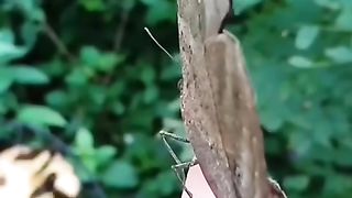 Beautiful butterfly ????