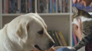 How to win the hearts of animals #animals #animalslovers