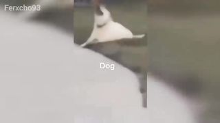 A collection of videos that will make you laugh nonstop, Part 1