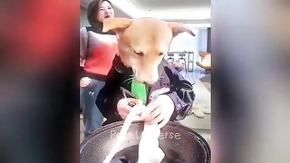 #animals funny videos ????