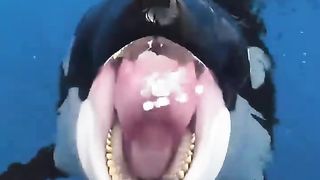 The Smartest Orca