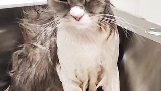 Song cat funny
