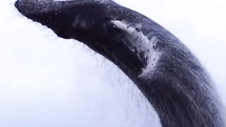 Whale in the ocean