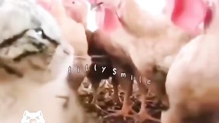 لما يبقى قلم على سهوة