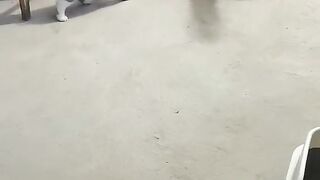 سوبر قط