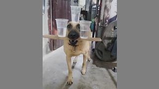 The dog is practicing balance