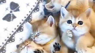 sleeping cats