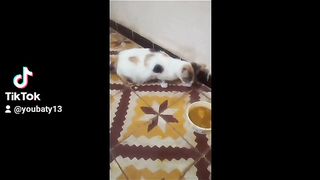 قطتي تأكل الجدار أم هي جائعة أم ما بها