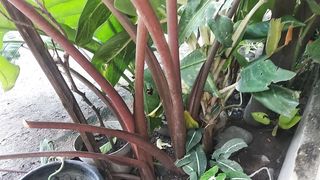 Green Plant