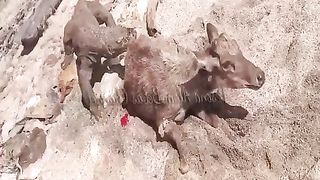 Do not watch if you are one of the weak-hearted