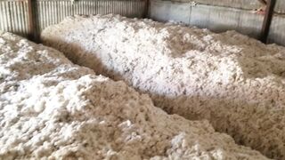 Seed Cotton Storage Ep1