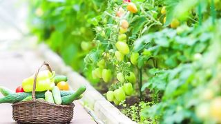 Guide to growing vegetables at home: Tips for a successful garden