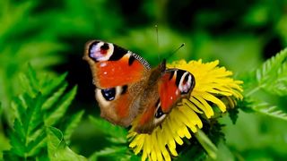 Relaxing Piano Music
