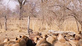 Lioness injured by buffalo
