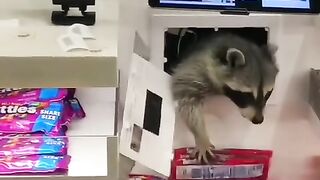 Cute Thief Mission successful