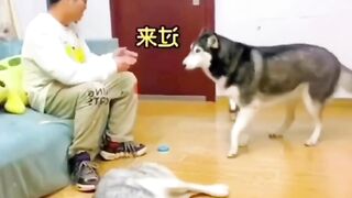 Cat reaction