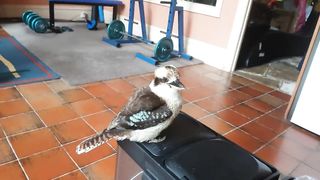 absolute aussie bird Playing Cute