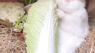 Look at the rabbit are eating ????????????
