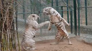 DO NOT Make White Tiger Angry EVER .