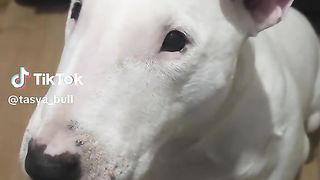Dog BMW sound