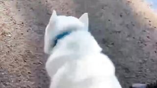 The best dancing song and dog ????????