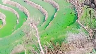 Kpk Pakistan Dir lower