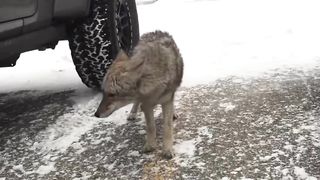 Don't ever pet a coyote