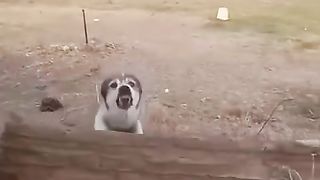 We humans we play too much