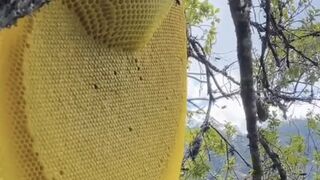 NATURAL HONEYCOMB
