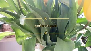 Приготовление СПАРЖИ в чесночно-сливочном соусе на сковороде. готовим вместе.