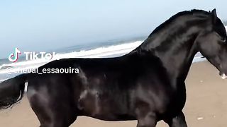 The black horse