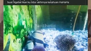 Apa mereka mimpi basah?