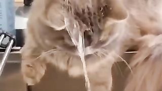 ????Cats Doing Cat Things???? (13)