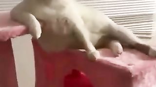 ????Cats Doing Cat Things???? (13)