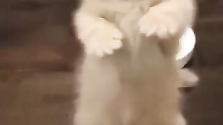 Cat fighting