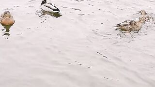 Funniest Animals - Best Of The 2024 Funny Animals Videos #17