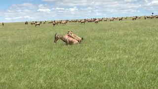 Hyena hunting sleeping Topi on the Savannah .