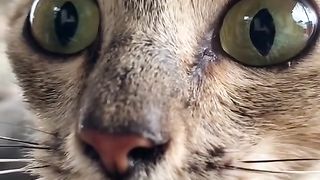 A cat who is angry with another cat