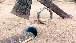 DIY Snake Trap using Axe _hole with pvc#creativesnaketrap#.