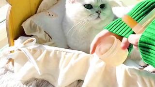 Cat funny videos