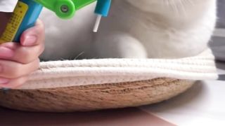 We Tease the Cat with Food