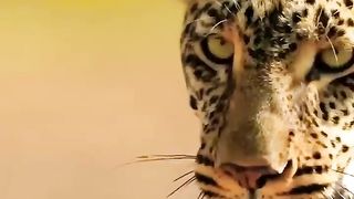 Animals story.  Why leopard  climb on trees.
