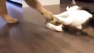 My pet