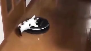 My pet