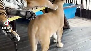 My pet