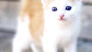 funny cat